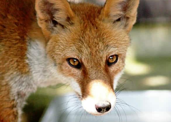 動物図鑑・ホンドギツネ